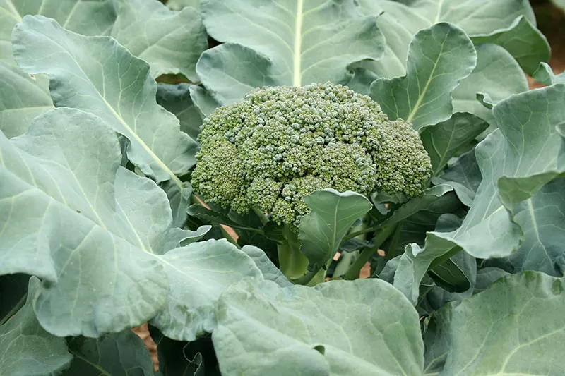 Close up of a head of broccoli