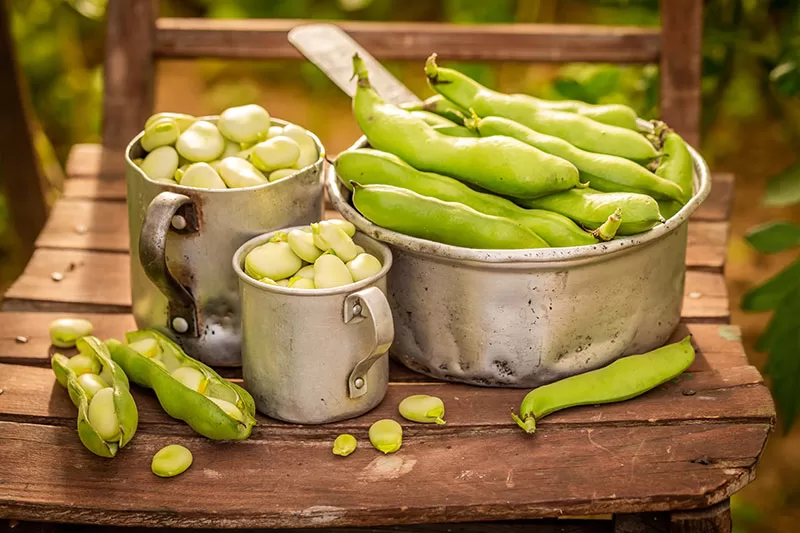 Close up of broad beans