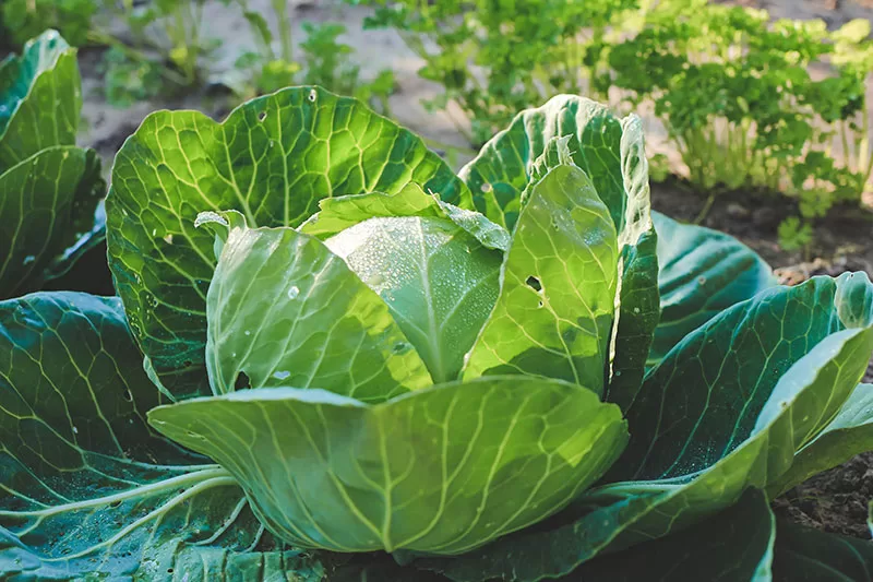 Close up of cabbage in vegetable patch