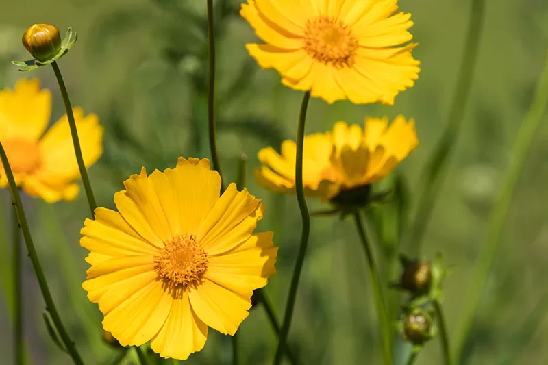 Close up of yellow Coreopsis flower