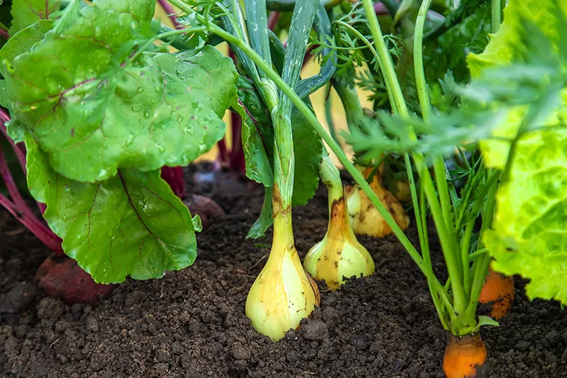 Companion planting combo of carrots, onnions and beets