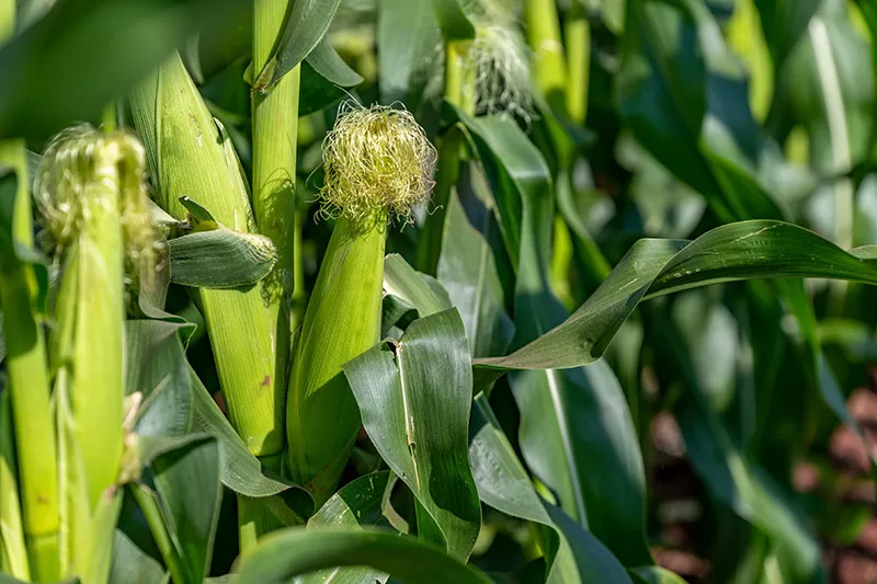 Corn growing in a field