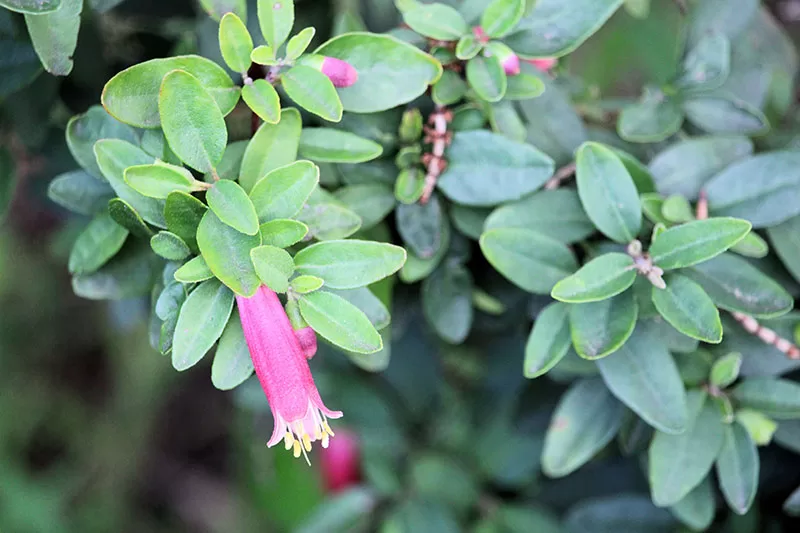 Correa reflexa 'Dusky Bells'