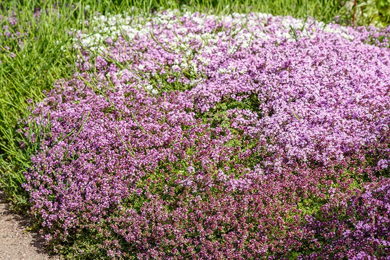 Creeping Thyme