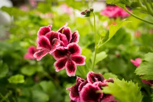 Dark pink flowering Geranium