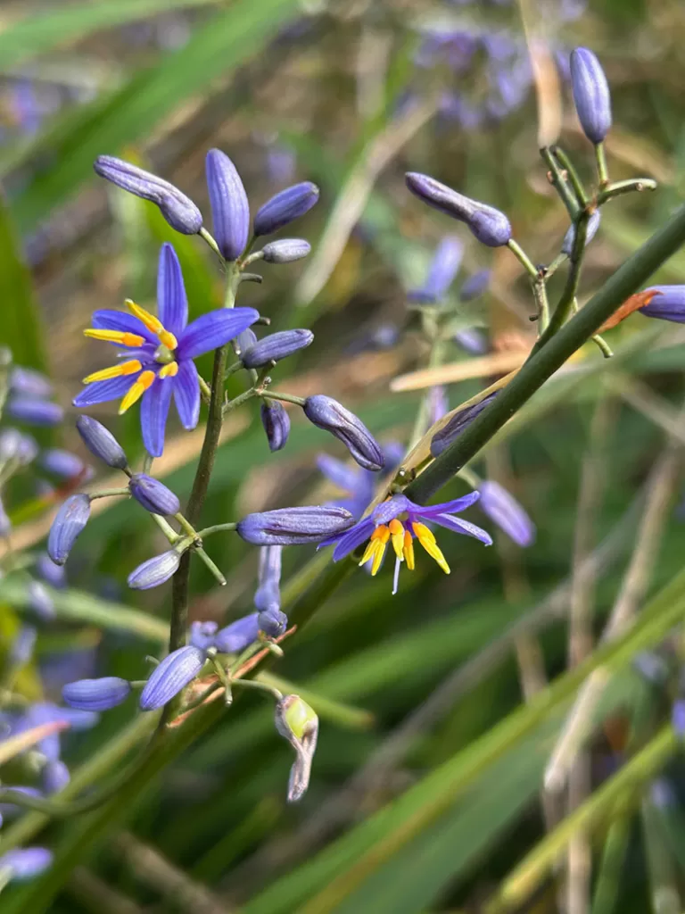 Dianella sp.