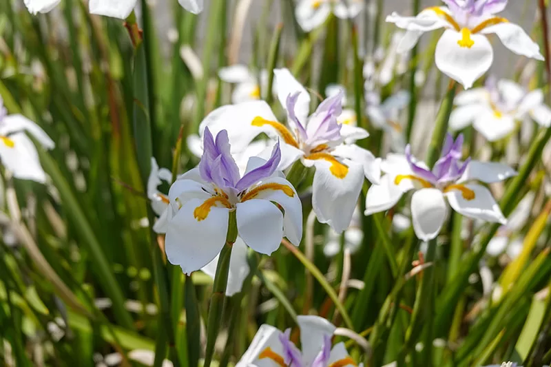 Dietes grandiflora