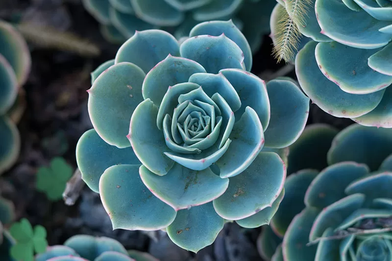 Echeveria sp.