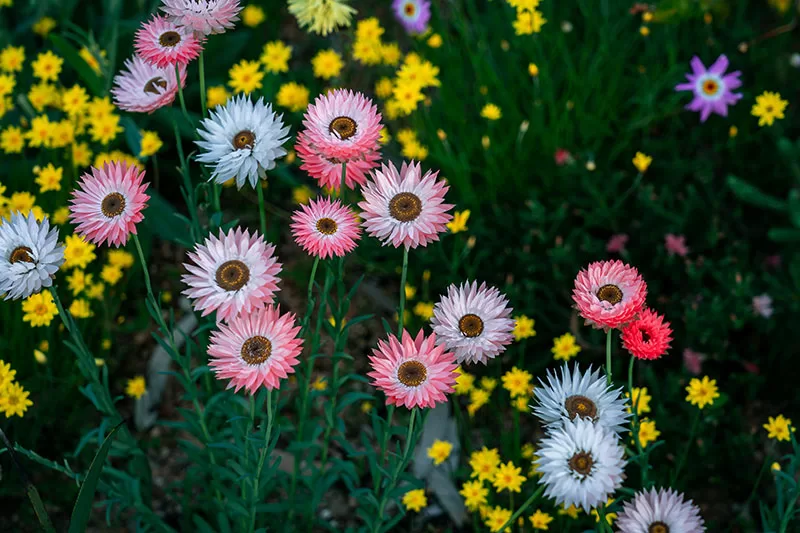 Everlasting Daisy – Rhodanthe chlorocephala