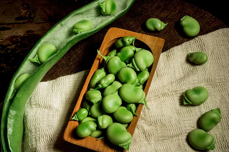 Fava Beans (also called Broad Beans)