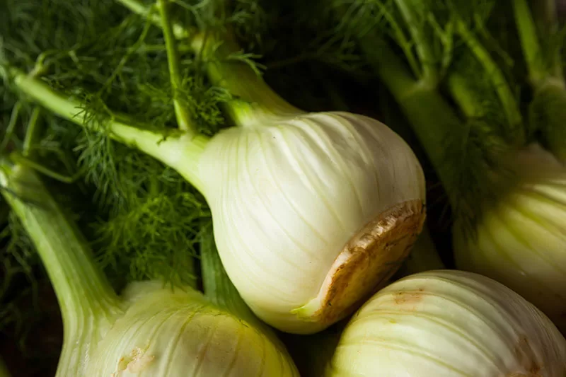 Fennel is a very bad companion plant buddy