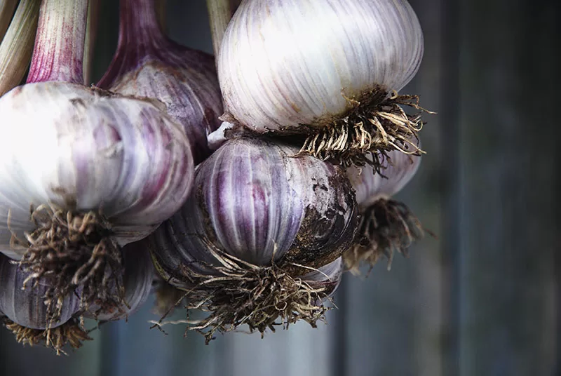 Fresh Garlic Bulbs Hanging