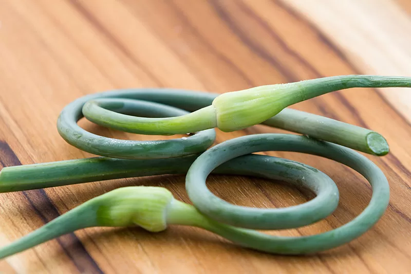 Fresh Garlic Scapes on a Wooden Cutting Board