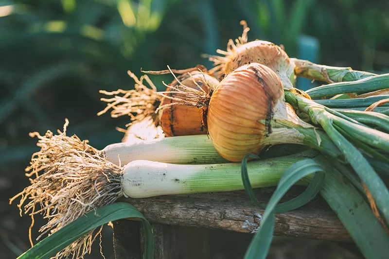 Freshly harvested Leeks and onions on a bench