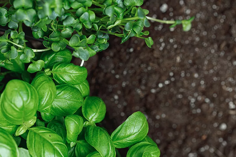 Herbs in garden soil