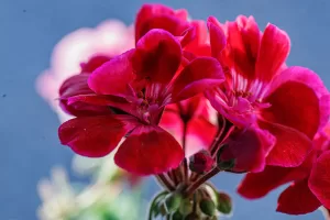 Hot pink flowering Geranium