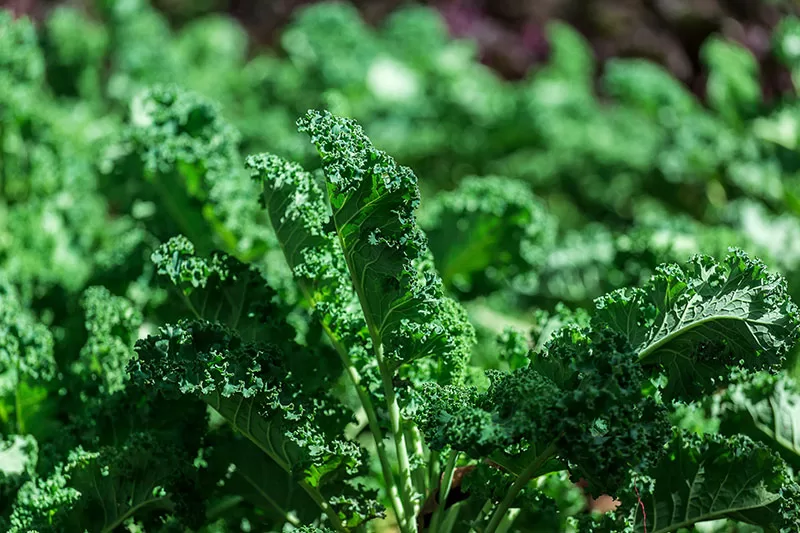 Kale growing in a vegetable patch