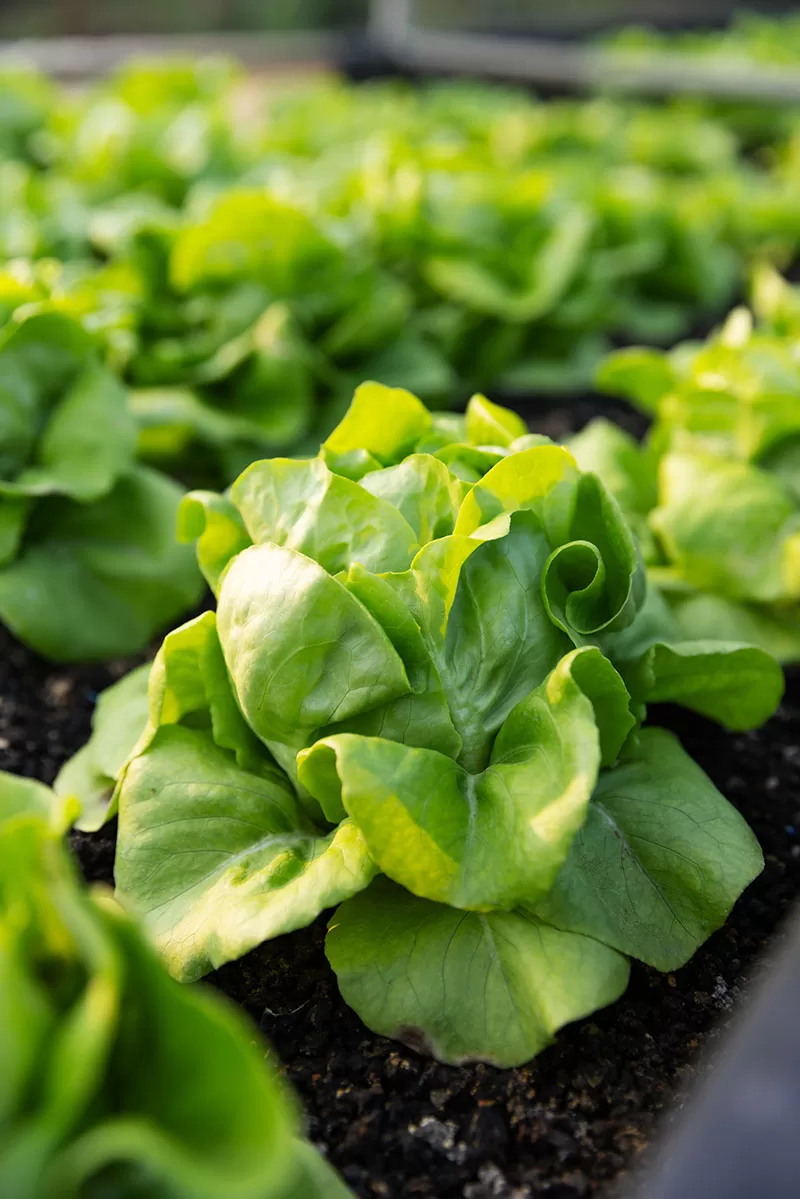 Lettuce in vegetable garden