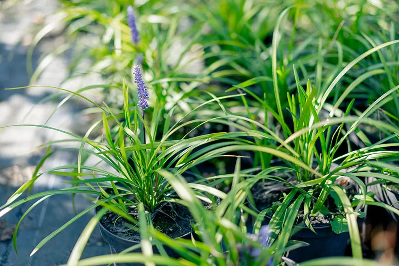 Liriope in pots