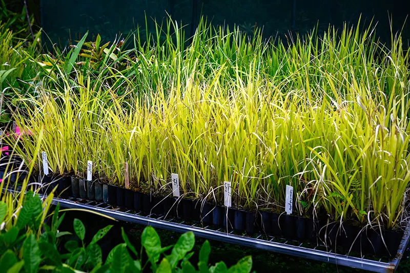 Lomandra Grass seedlings