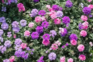 Mixture of different flower coloured Verbena