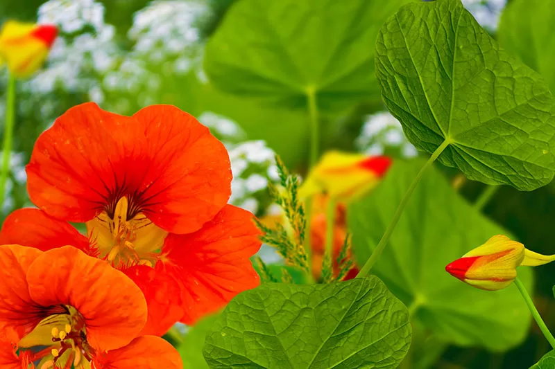 Nasturtiums