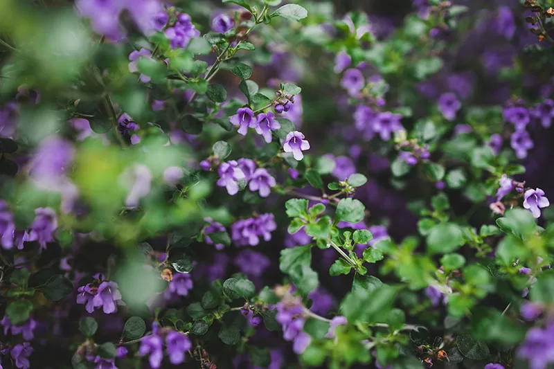 Native Mint Bush – Prostanthera rotundifolia