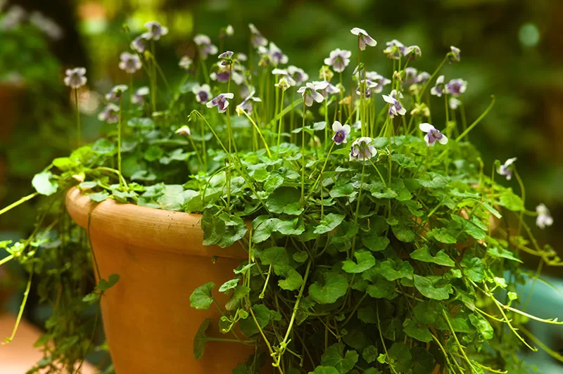 Native Viola Top 26 Plants for an Australian Native Cottage Garden - The Curious ...