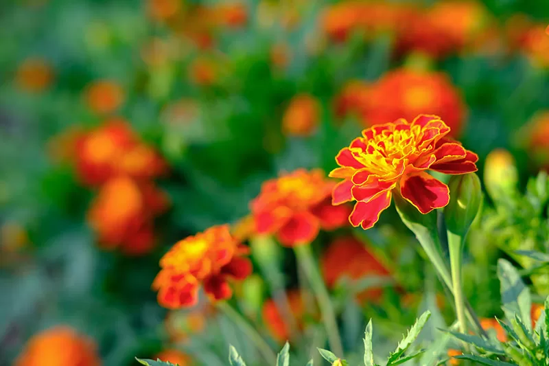Orange Marigolds