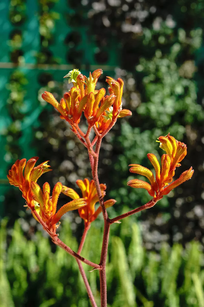Orange yellow flowering Kangaroo Paw