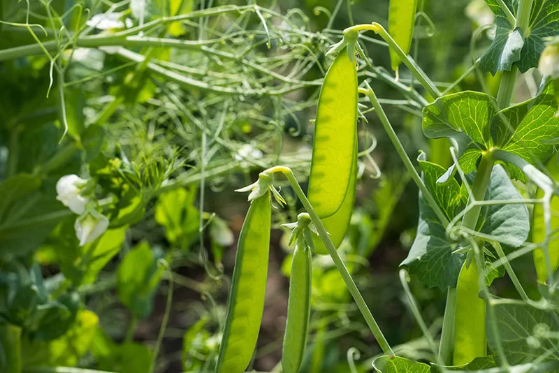 Pea pods on the plant in a vegetable garden
