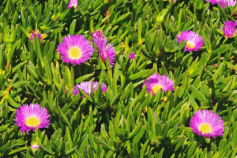 Native Pigface – Carpobrotus glaucescens