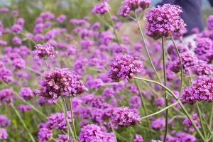 Pink Verbena