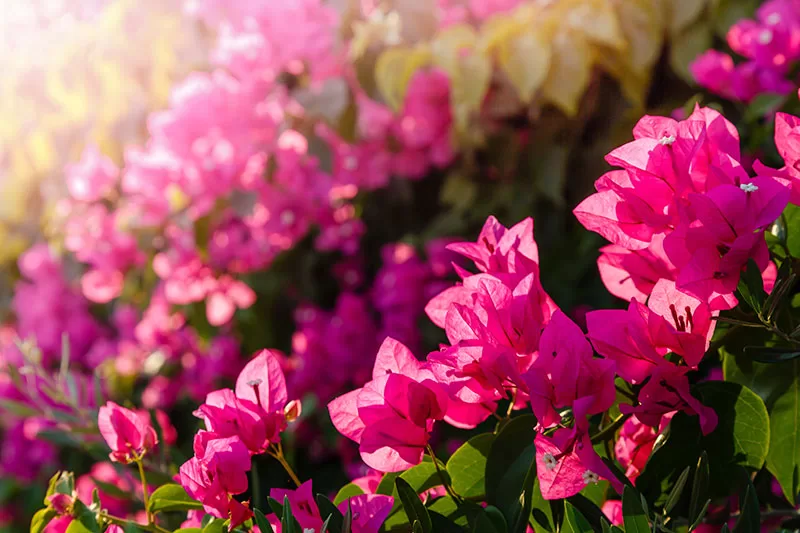 Pink flowering Bougainvillea