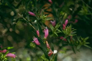 Pink flowering Eremophila – Emu Bush