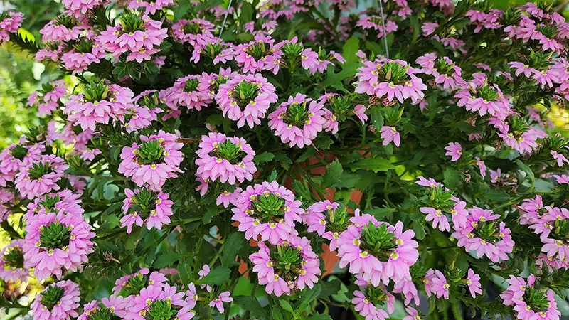 Pink flowering Fan Flower – Scaevola aemula
