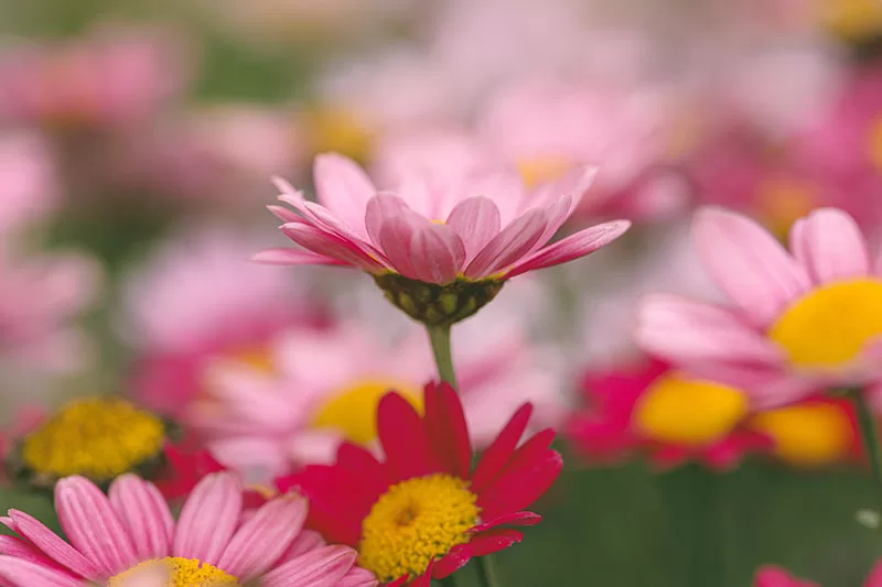Pink flowering Marguerite Daisy – Argyranthemum frutescens