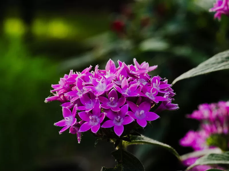 Pink flowering Pentas