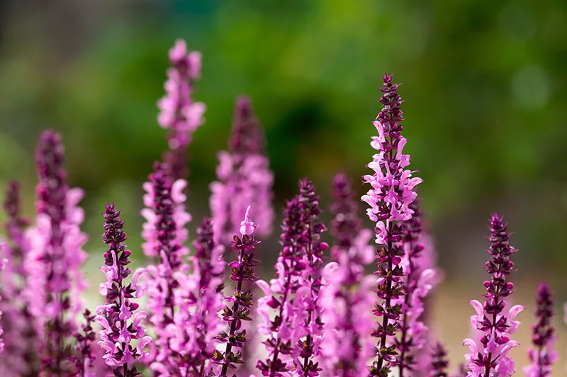 Pink flowering Salvia