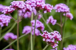 Pink flowering Verbena