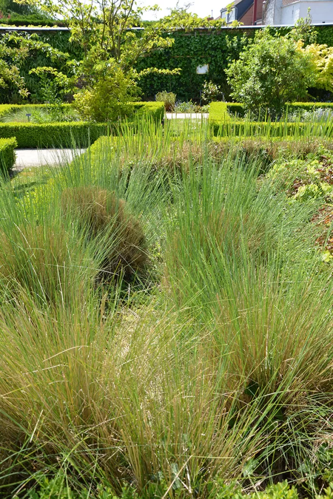 Poa labillardierei - New Zealand Blue Grass