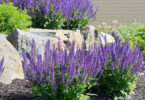 Purple Salvia in garden