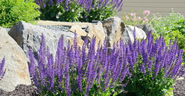 Purple Salvia in garden