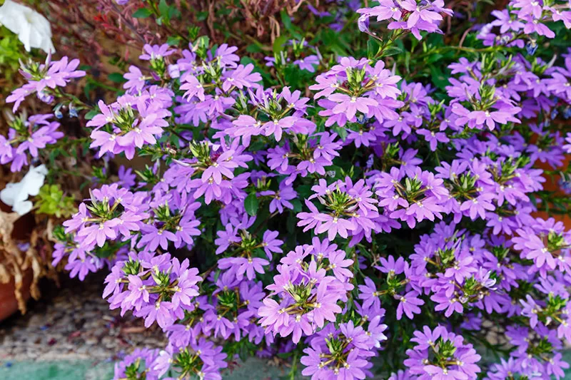 Purple flowering Fan Flower – Scaevola aemula