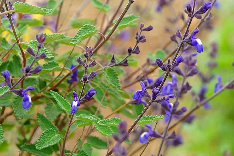 Purple flowering Salvia