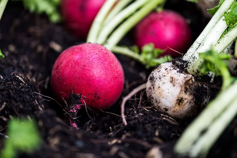 Radishes in a vegetable garden with rich soil