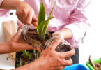 Recycling plastic bottles by using them as planting containers