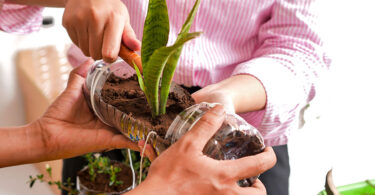 Recycling plastic bottles by using them as planting containers