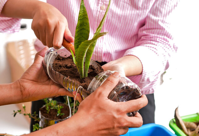 Recycling plastic bottles by using them as planting containers