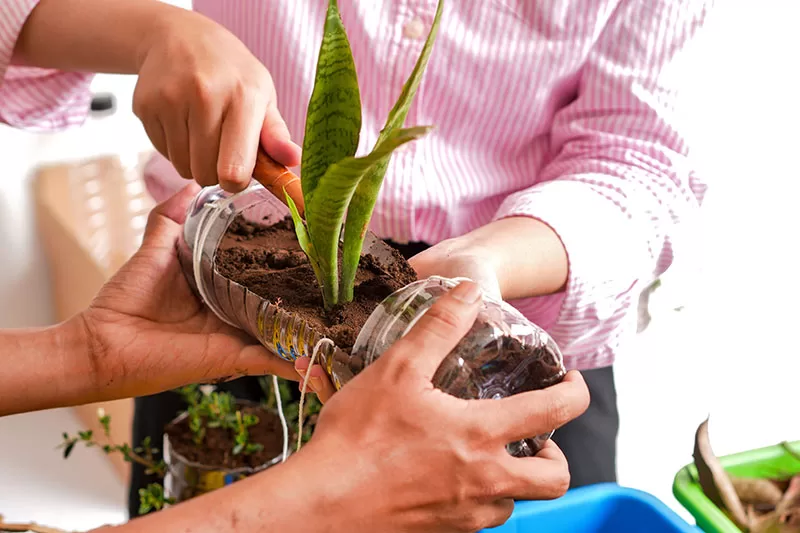 Recycling plastic bottles by using them as planting containers